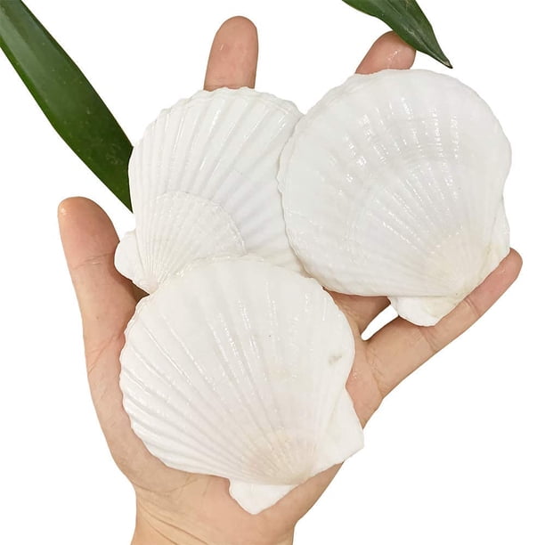 Conchas de vieira SEAJIAYI, 30 unidades, blancas naturales, de 6 a 8 cm, para bricolaje