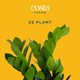 thumbnail image 3 of Maceta decorativa Live Plant Costa Farms ZZ en maceta decorativa de 30 a 50 cm de altura, 3 of 9