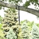 thumbnail image 5 of Correa Giratoria Para Colgar en Arboles/Postes Swivel Tree Hanger, 5 of 5