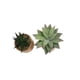 thumbnail image 1 of Macetero Planta 8cm, 1 of 3
