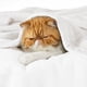 thumbnail image 2 of Manta de cama, forro polar, tamaño queen, blanca, suave y ligera, 2 of 7