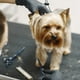 thumbnail image 2 of Set De Tijeras Aseo Y Higiene De Mascotas Perros Lau, 2 of 3