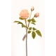 thumbnail image 1 of Rosa Rosada Clara 59 Cm, 1 of 2