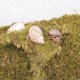 thumbnail image 3 of VIVARIUM Jinymral 30x20x15 cm con Juguete de Escalada y Sustrato, 3 of 6