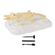 thumbnail image 5 of Kits De Excavación De Dinosaurios Educación De Juguetes De Ciencia Para Niños Y Niñas 3-12 Años Champsosaurs, 5 of 5