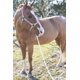 thumbnail image 5 of Correa Intrepid International Horse 7,6 m Algodón, 5 of 7