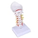 thumbnail image 1 of Modelo de Columna Cervical Ultrassist a Tamaño Natural para Enseñanza Médica, 1 of 7