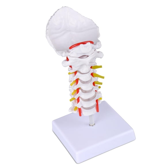 Modelo de Columna Cervical Ultrassist a Tamaño Natural para Enseñanza Médica