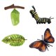 thumbnail image 1 of Ni?os Educativos Ciclo De Insectos Crecimiento De Mariposas Juguetes Preescolares Juego De Roles A, 1 of 5