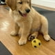 thumbnail image 3 of Set 8 Jugute Divertido Pelota De Goma Para Mascota Lau, 3 of 3