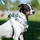 thumbnail image 2 of Arnés Para Perros Talla M, 2 of 2
