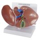 thumbnail image 1 of Modelo Anatómico de Hígado GPI Anatomicals 20 × 14 × 14 cm con Cálculos Biliares, 1 of 5