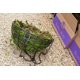 thumbnail image 3 of Musgo en láminas preservado SuperMoss 21508 verde fresco 2.27 kg, 3 of 5