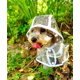 thumbnail image 4 of Poncho impermeable transparente con capucha para perros pequeños, ropa impermeable para cachorros y gatos., 4 of 7