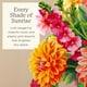 thumbnail image 3 of Tarjeta pop-up Freshcut Paper Dahlia Sunrise de 14,5", 3 of 7