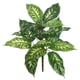 thumbnail image 1 of Planta artificial Vickerman Dieffenbachia verde, 22 cm, paquete de 2, 1 of 3