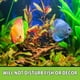 thumbnail image 2 of Sistema de mantenimiento para acuarios Python No Spill Clean & Fill, 2 of 8
