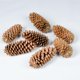 thumbnail image 2 of Sugar Pinecone Bunch Vickerman de 9,5 a 10 cm de altura, 7 unidades, color natural, 2 of 3
