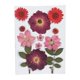 thumbnail image 3 of Flores Secas Reales, Hojas Prensadas, Crisantemo De Cristal Rojo, 3 of 5
