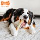 thumbnail image 3 of Juguete para Perro Nylabone Power Chew y 30 Recargas de Premios, 3 of 9