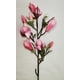 thumbnail image 2 of Magnolia Bud Stem Hot Pink 84cm Con Acabado Natural, 2 of 2