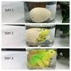 thumbnail image 3 of Huevos de dinosaurio JA-RU Magic Grow, paquete de 3 unidades, sorpresa para incubar, 3 of 6