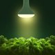 thumbnail image 2 of Ampolleta LED Briignite BR30 Cultivo 12W, 2 of 3