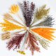 thumbnail image 2 of Flores Secas WILD AUTUMN Set de 12 Tipos, 2 of 3