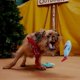 thumbnail image 3 of Set de peluche para perros Bark Trout Twins, 3 of 4