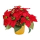 thumbnail image 2 of Planta De Navidad Artificial Poinsettia, Poinsettia Roja En Maceta Para Fiesta En Interiores, 2 of 5