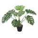 thumbnail image 2 of Monstera de 60 cm, 2 of 2