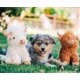 thumbnail image 2 of Juguete de peluche para perro Multipet Vaca de las Tierras Altas 36 cm Pack de 2 con chirrido, 2 of 4