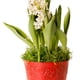 thumbnail image 2 of Musgo Español ProFlora 16 oz True Green para Arreglos, 2 of 3