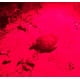 thumbnail image 4 of Linterna WAYLLSHINE de modo único, luz roja, paquete de 3, 4 of 7