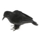 thumbnail image 1 of plumas artificiales cuervos peque?os pájaros cuervos accesorios decoración de Halloween # 1 negro, 1 of 3
