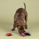 thumbnail image 2 of Juguete de peluche para perros Fringe Snack Attack 3 en 1 interactivo, 2 of 2