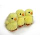 thumbnail image 1 of Peluche Auswella Minis Pollito de Primavera 13 cm Paquete de 3, 1 of 1