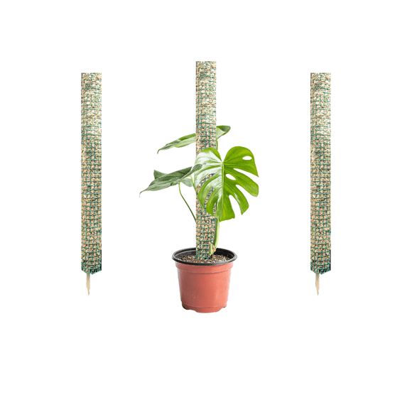 Pack 3 tutor musgo 50cm