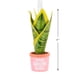 thumbnail image 4 of Adorno navideño Hallmark You Grow Girl Houseplant, 4 of 7