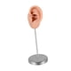 thumbnail image 3 of Modelo de oído de silicona maniquí Mannequin de oído falso joyería de joyas de pendientes de pendientes para exhibición de fotografía minoristas que Izquierda, 3 of 5
