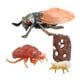 thumbnail image 1 of Ciclo De Vida De Animales Realistas Modelo Ciclo De Crecimiento De Juguete Juguetes Para Ni?os Cigarra, 1 of 5