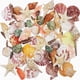 thumbnail image 1 of Conchas marinas Sea Shells Fangoo Mixed Beach, 9 tipos, +70 unidades, 1 of 7
