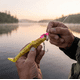 thumbnail image 3 of Pack 2 Señuelos Hayabusa Jack Eye Flifried Shad 40 g – Amarillo/Rosa, 3 of 3