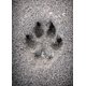 thumbnail image 1 of Tarjeta de Simpatía por Pérdida de Mascota Glory To Dog 5x7, 1 of 9