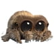 thumbnail image 1 of Lindo peluche de araña saltadora, Salticidae Springspinnen, peluche de araña suave, regalo de cumpleaños para niños, fanáticos, adultos y niños., 1 of 5