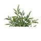 thumbnail image 3 of Planta Artificial Tipo Bamboo. Altura: 60Cm verde, 3 of 3