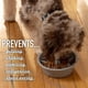 thumbnail image 2 of Cuenco para perros Slow Feeder Leashboss Cup Maze Puzzle Food, 4 tazas, 2 of 3