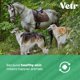thumbnail image 5 of Spray de hidrocortisona vetr Skin Relief para perros 120 ml, 5 of 7