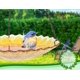 thumbnail image 4 of Bañera para Pájaros MUMTOP 28 cm Decoración Colgante de Vidrio con Girasol, 4 of 7