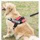 thumbnail image 3 of Arnés para perros K9 Azul M, 3 of 3